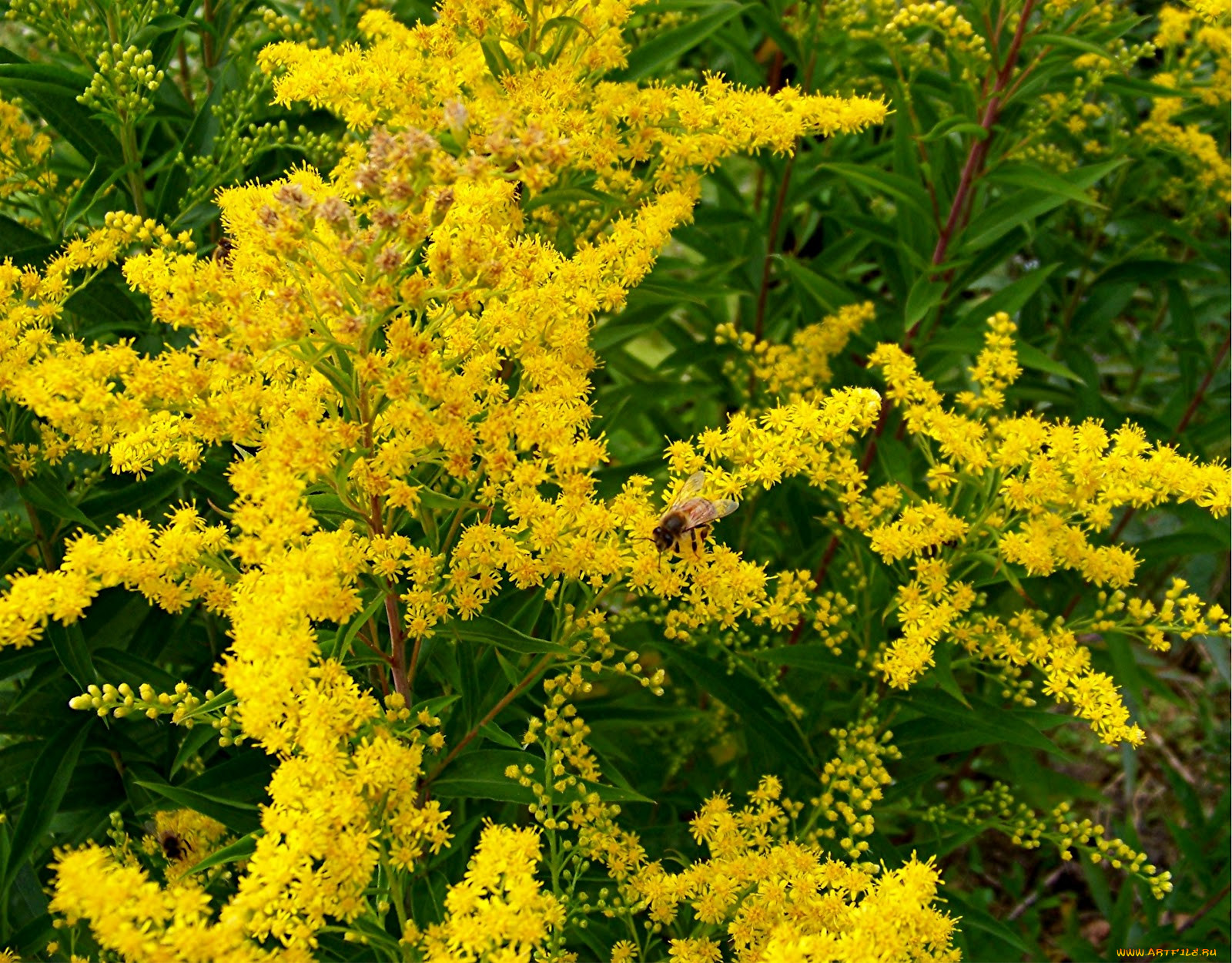 Желтый кустарник название и фото цветущий. Форзиция керрия. Витекс желтый цветок. Золотарник тундра.
